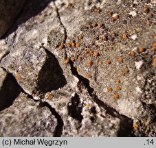 Protoblastenia rupestris (kulistka skalna)