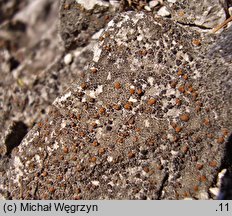 Protoblastenia rupestris (kulistka skalna)