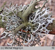 Pseudevernia furfuracea (mąklik otrębiasty)