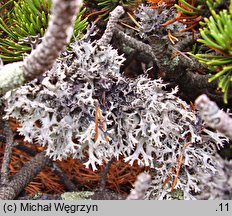 Pseudevernia furfuracea (mąklik otrębiasty)