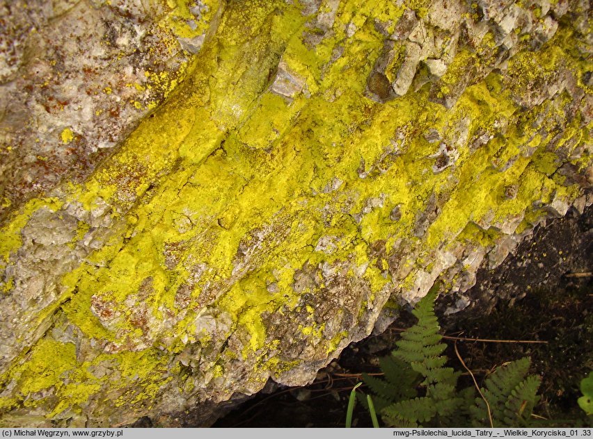 Psilolechia lucida (sorenka jaskrawa)