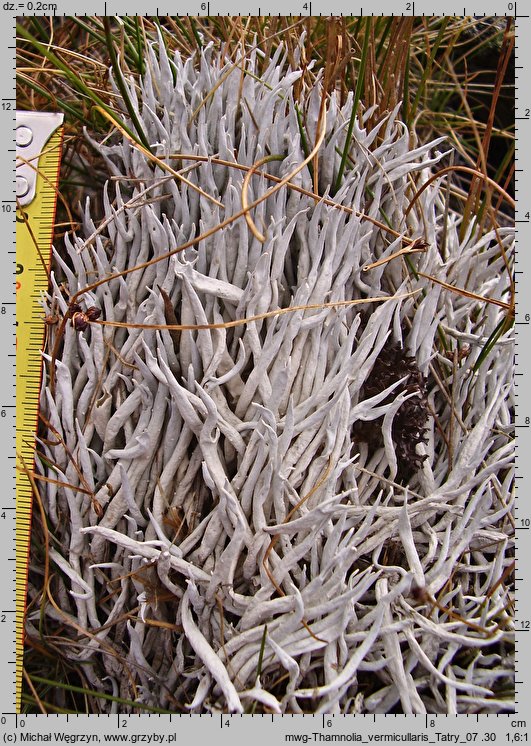 Thamnolia vermicularis (szydlina różowa)