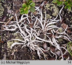 Thamnolia vermicularis (szydlina różowa)