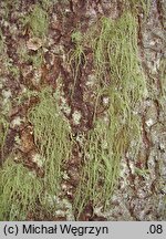 Usnea dasypoga (brodaczka zwyczajna)