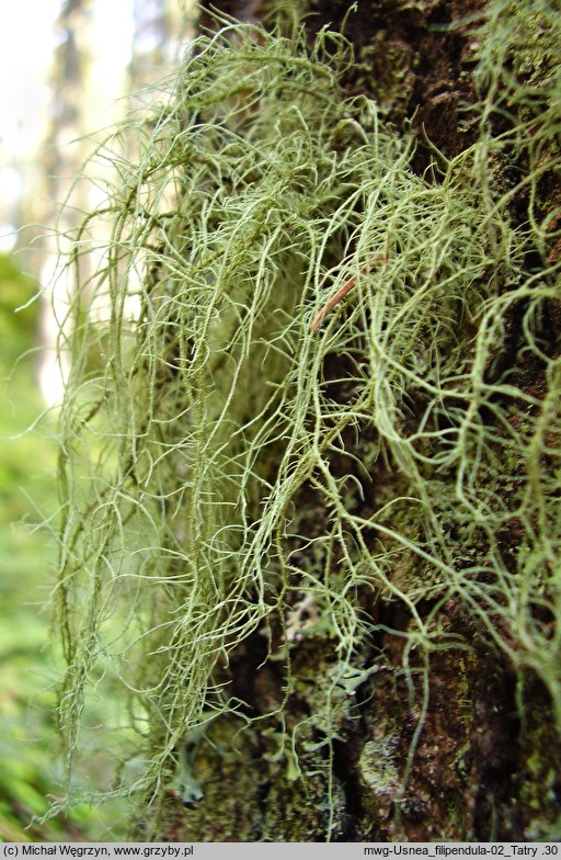 Usnea dasypoga (brodaczka zwyczajna)