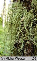 Usnea dasypoga (brodaczka zwyczajna)