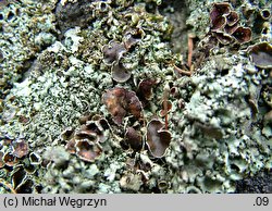 Xanthoparmelia conspersa (żełuczka izydiowa)