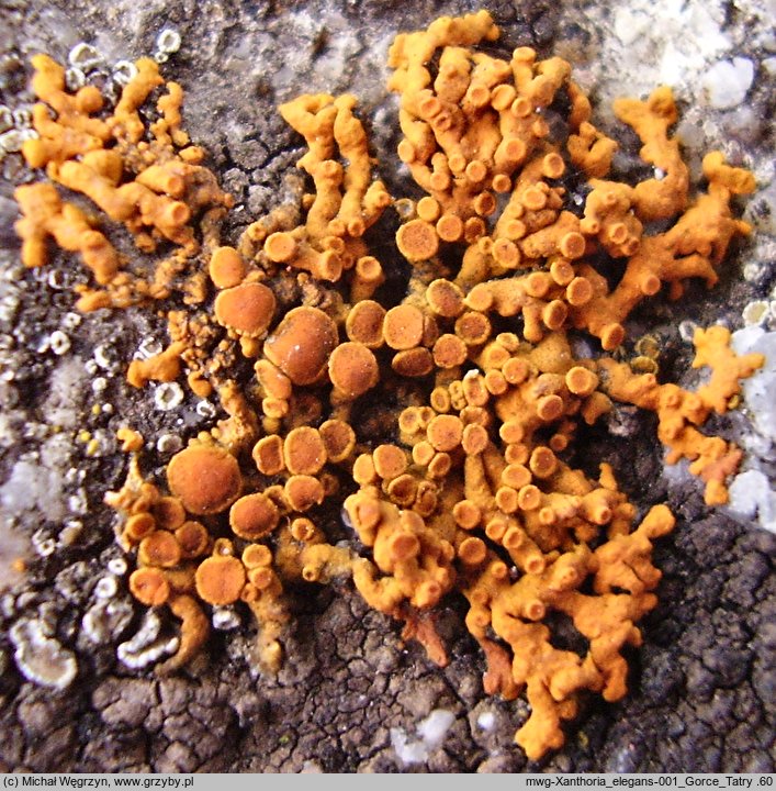 Xanthoria elegans (złotorost pyszny)