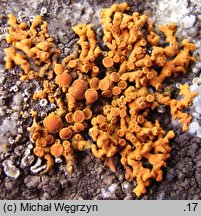 Xanthoria elegans (złotorost pyszny)