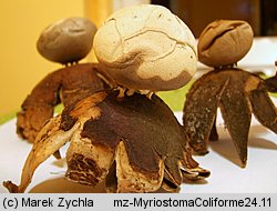 Myriostoma coliforme (gwiazda wieloporowa)