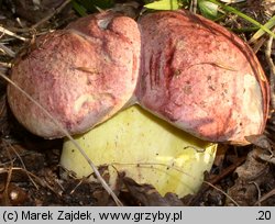 Butyriboletus regius (masłoborowik królewski)