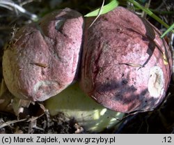 Butyriboletus regius (masłoborowik królewski)