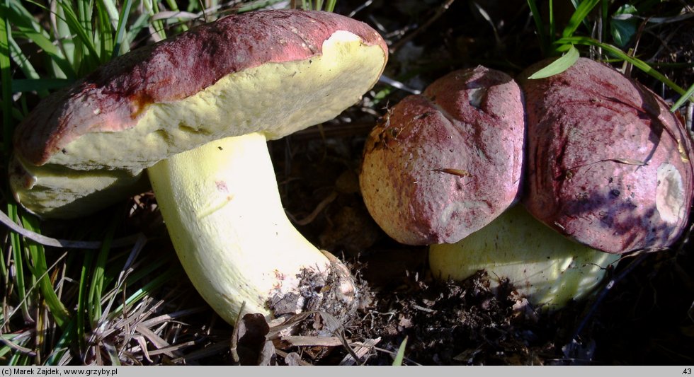 Butyriboletus regius (masłoborowik królewski)