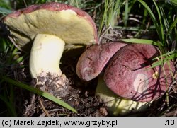 Butyriboletus regius (masłoborowik królewski)