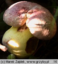 Butyriboletus regius (masłoborowik królewski)