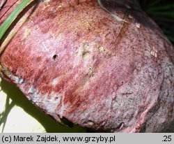 Butyriboletus regius (masłoborowik królewski)