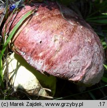 Butyriboletus regius (masłoborowik królewski)