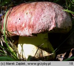 Butyriboletus regius (masłoborowik królewski)