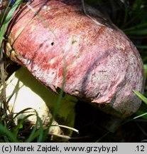 Butyriboletus regius (masłoborowik królewski)