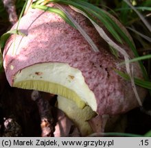 Butyriboletus regius (masłoborowik królewski)