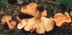 Bonomyces sinopicus (lejkówka czerwonawa)