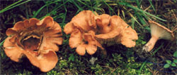 Bonomyces sinopicus (lejkówka czerwonawa)