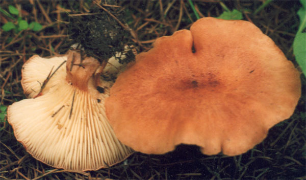 Bonomyces sinopicus (lejkówka czerwonawa)