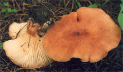 Bonomyces sinopicus (lejkówka czerwonawa)