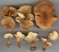 Bonomyces sinopicus (lejkówka czerwonawa)