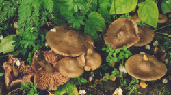 Entoloma clypeatum (dzwonkówka tarczowata)