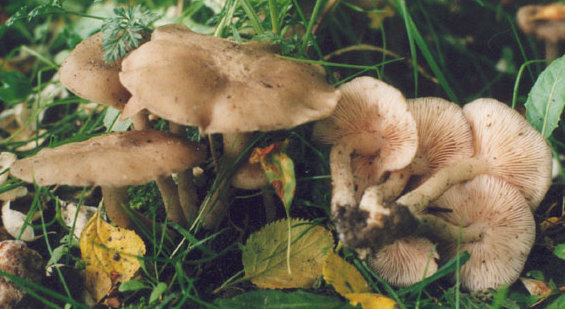 Entoloma clypeatum (dzwonkówka tarczowata)