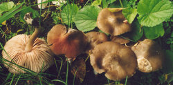 Entoloma clypeatum (dzwonkówka tarczowata)