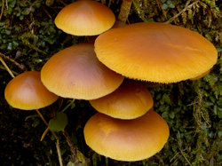 Galerina marginata (hełmówka jadowita)