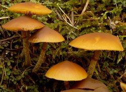 Galerina marginata (hełmówka jadowita)