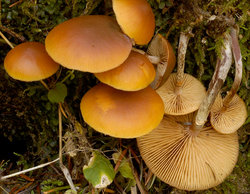 Galerina marginata (hełmówka jadowita)