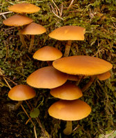 Galerina marginata (hełmówka jadowita)