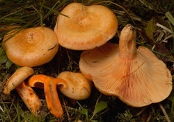 Lactarius salmonicolor (mleczaj jodłowy)