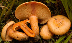 Lactarius salmonicolor (mleczaj jodłowy)