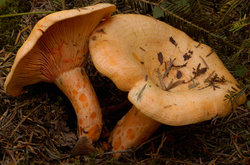 Lactarius salmonicolor (mleczaj jodłowy)