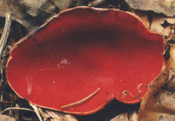 Sarcoscypha coccinea (czarka szkarłatna)