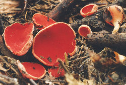 Sarcoscypha coccinea (czarka szkarłatna)