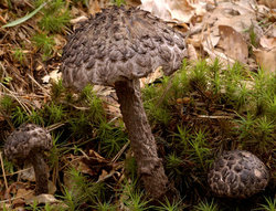 Strobilomyces strobilaceus (szyszkowiec łuskowaty)