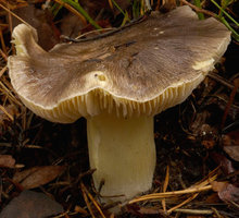 Tricholoma portentosum (gąska niekształtna)