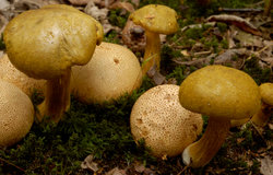 Pseudoboletus parasiticus (borowikowiec tęgoskórowy)