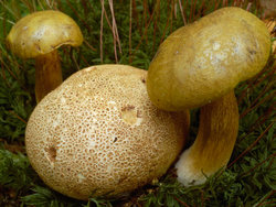 Pseudoboletus parasiticus (borowikowiec tęgoskórowy)