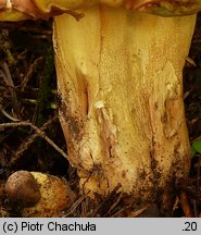 Butyriboletus fechtneri (masłoborowik blednący)