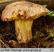 Butyriboletus fechtneri (masłoborowik blednący)