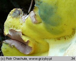 Butyriboletus fechtneri (masłoborowik blednący)