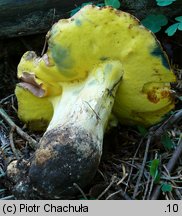 Butyriboletus fechtneri (masłoborowik blednący)