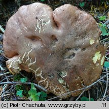 Butyriboletus fechtneri (masłoborowik blednący)